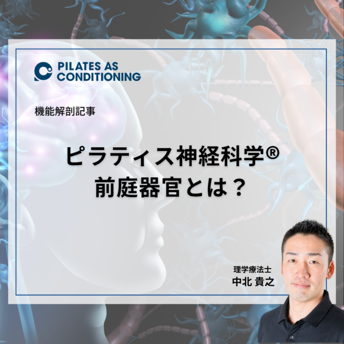 【記事】ピラティス神経科学®｜前庭器官とは？
