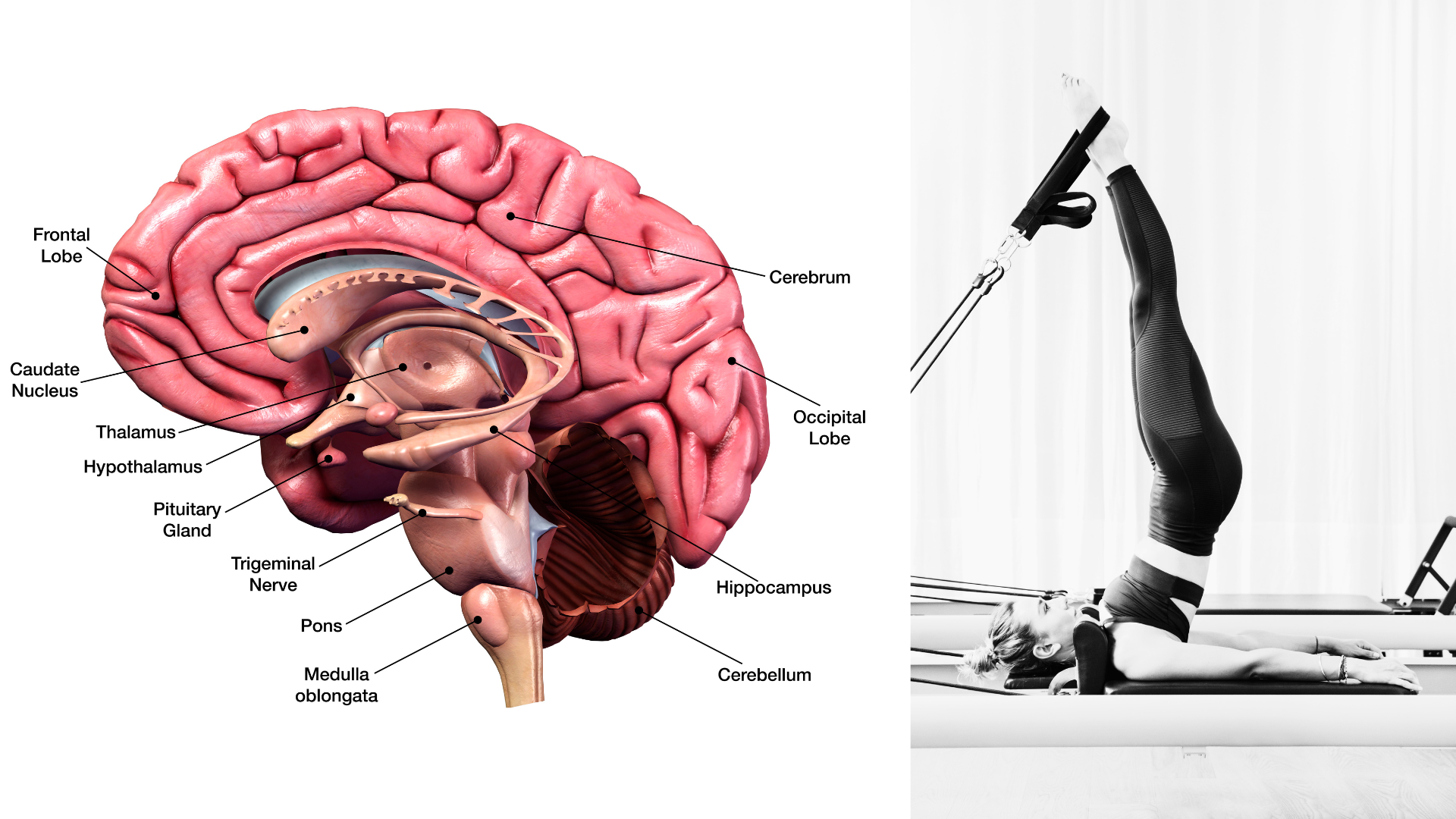 ピラティス神経科学の画像