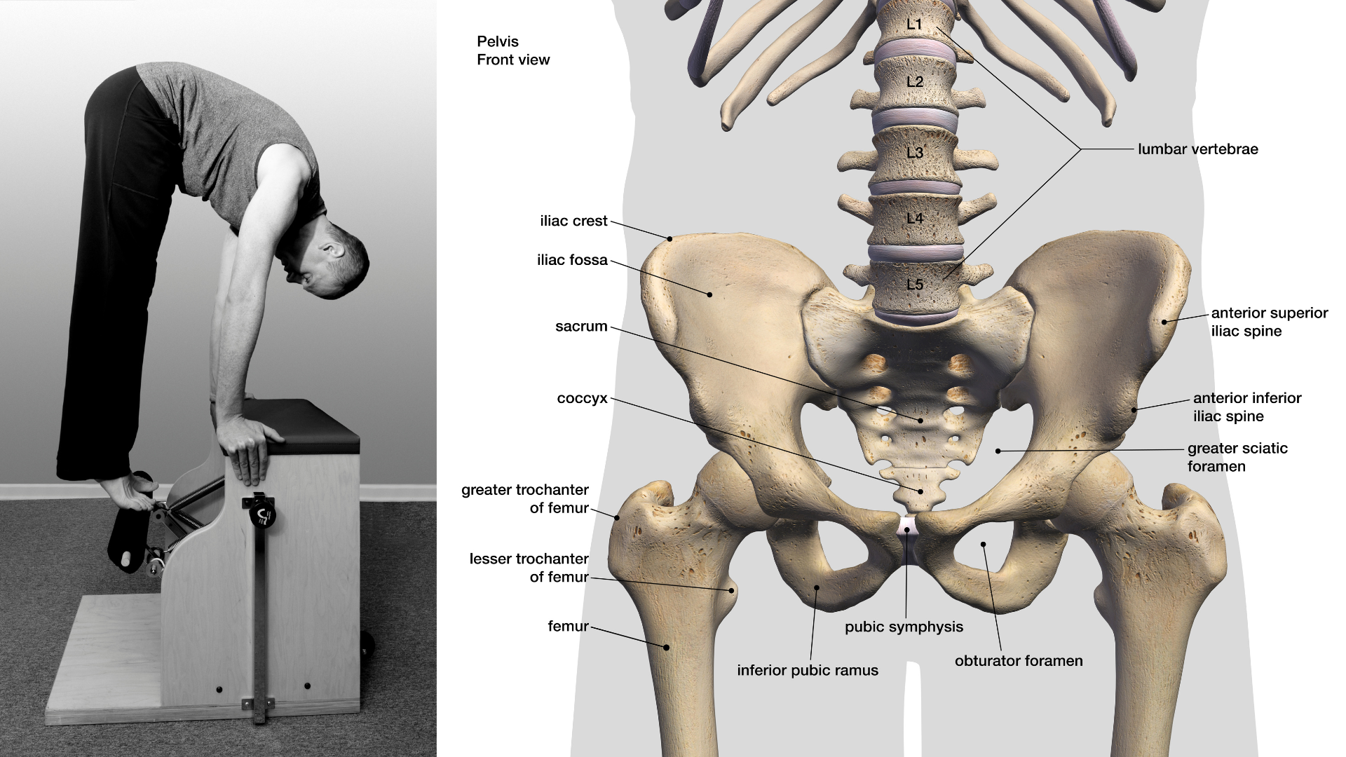 ピラティス機能解剖の画像